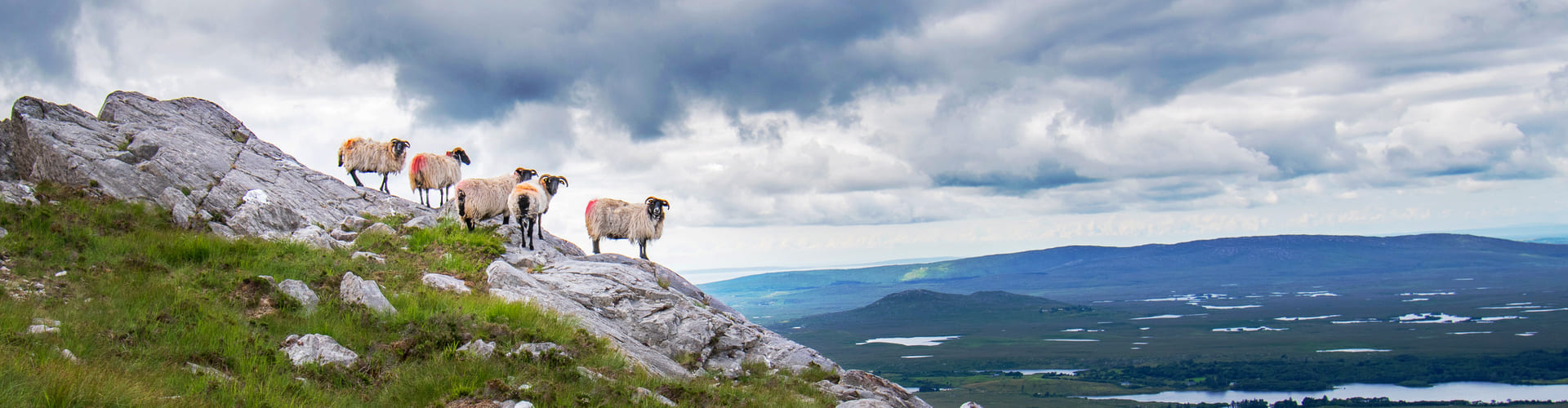 small flock of sheep standing on a rocky outcrop overlooking the derry mountains
