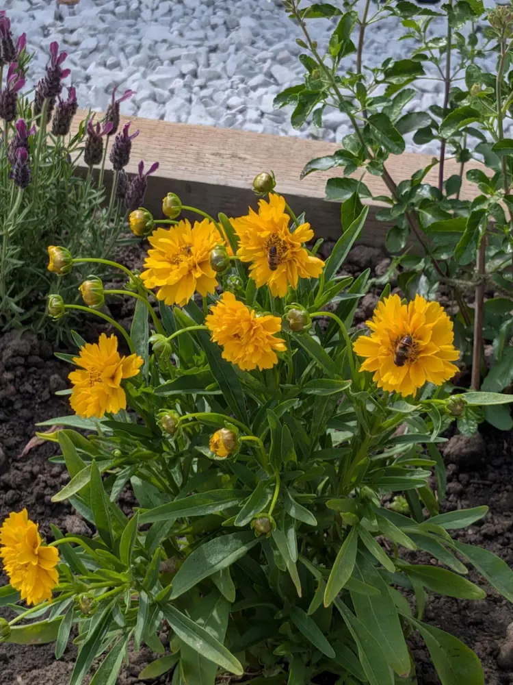 Supporting Our Community & Wellbeing – Telsol Team Project